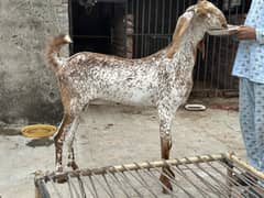 makhi cheeni bakri