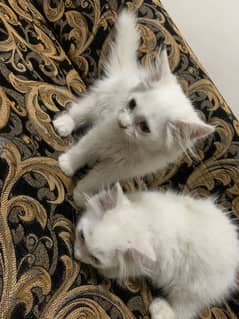 Pair