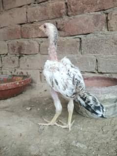 aseel choza for sale