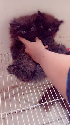 Playful healthy kittens 55 days