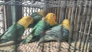 SETUP FOR SELL LOVE BIRDS & JAWA BEST FOR PR BLUE OP/ INO