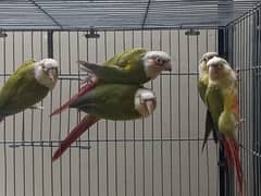 pinapple conure breeder pair available
