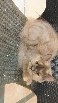 cat available
