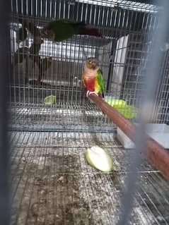 High red conure breeder pair available