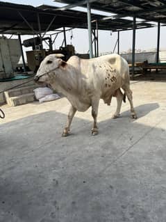 2 dant bachra