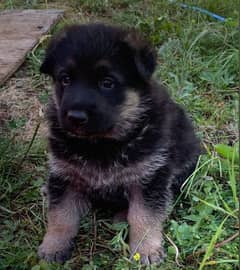 German Shepard Puppies Male And Females