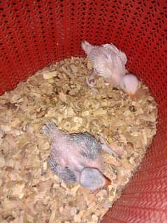 8 green ringneck breeder pair 1 raw pair