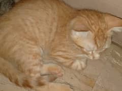 persion cross kitten
