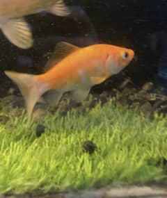 1 pair fish