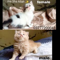 CFA bloodline pure pershion Tripple coated punch face kittens pair