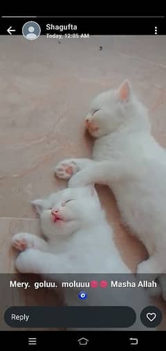 white persian cat gray eyes healty and good looking