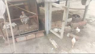 aseel chiks 10 pcs