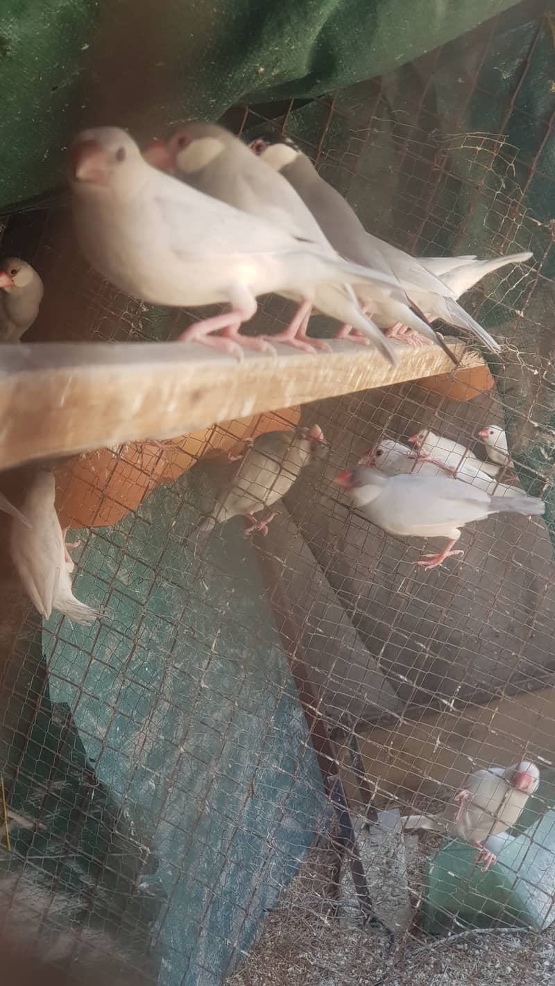 Java, Finch . Java finches, white java silver 0