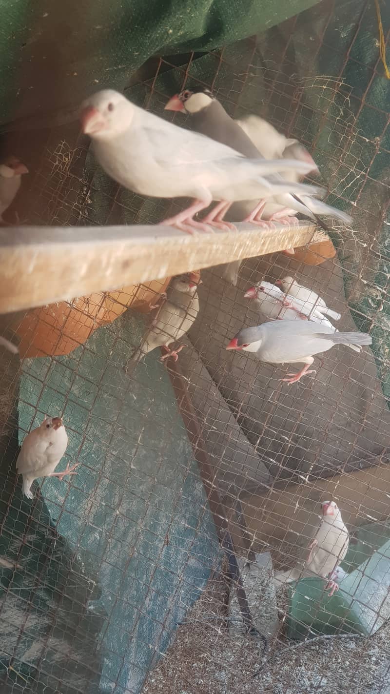 Java, Finch . Java finches, white java silver 1