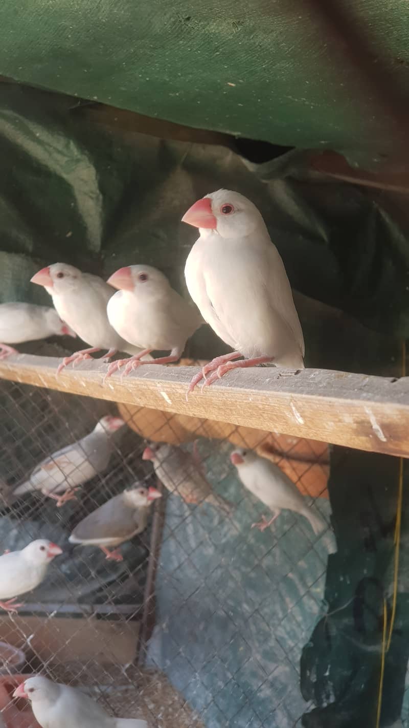 Java, Finch . Java finches, white java silver 2