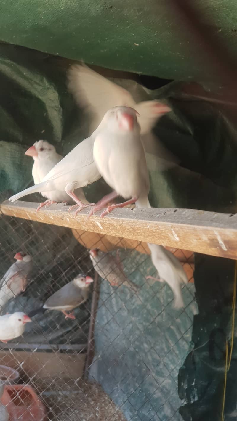 Java, Finch . Java finches, white java silver 3