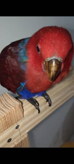 African grey Eclectus,lutino and cage