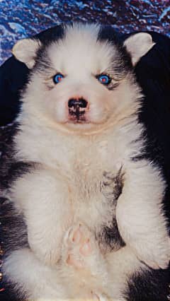 Husky puppies