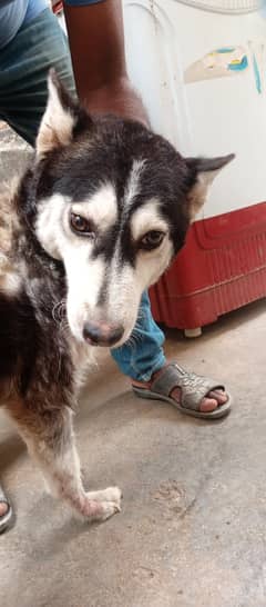 breeder husky