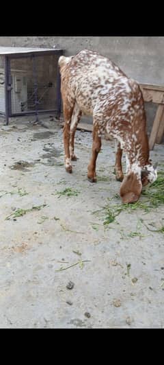 ghar ka pala bakra hy