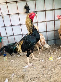 aseel colony available