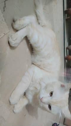 Semi Persian Male