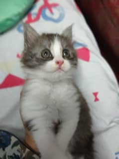 persian cat for sell