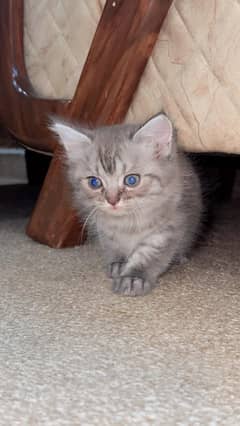 I am selling my kittens
