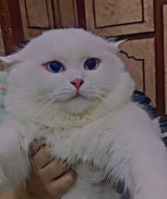 Odd Eyes Male Persian Cat