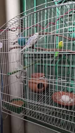 3-Budgie