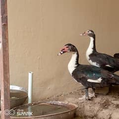 Muscovy