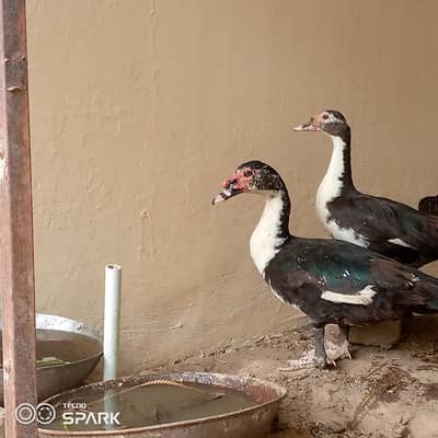 Muscovy duck