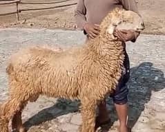 ya pregnant hai