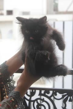 Persian Kittens Pure Breed