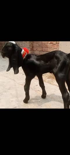pure amrtsari betal female for sale