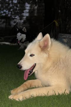 Male White husky looking for new home