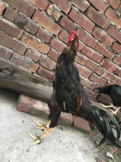 King o Shamo