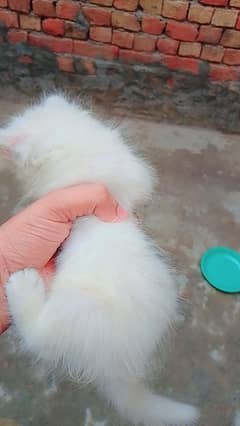Cute Persian Kittens For Sale
