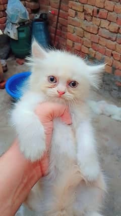 Cute Persian Kittens For Sale
