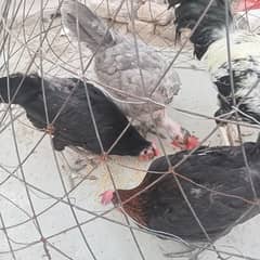گھر کی پالی 3 مرغیاں انڈے والی دستیاب ہیں