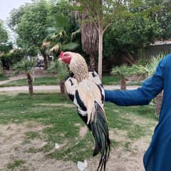 White Jawa mianwali