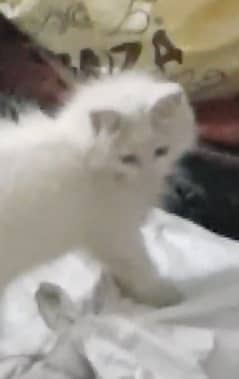 Persian cat healthy semi liter trained