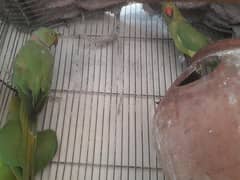 katha parrots. 1 pair prize is 13000