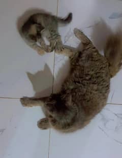 Persian Cat For Sale