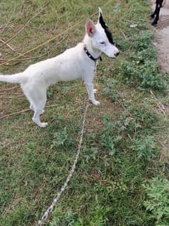 any why I am sale urgent this dog