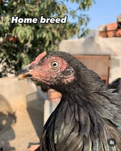 Muskhi