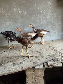 3 Male 1 Female Aseel Chicks For Urgent Sale. .