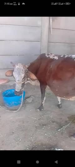 cross cow