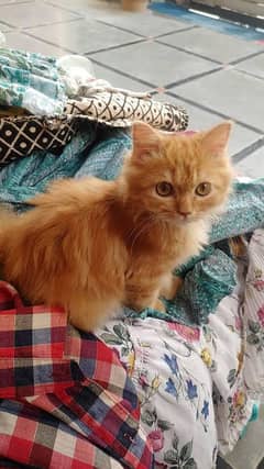 pure Persian kittens triple coated for sale