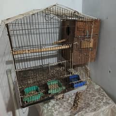 Birds